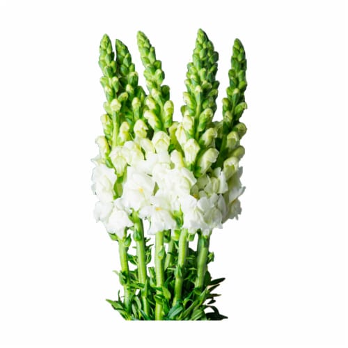 Premium Linear Flower Bunch Perspective: right
