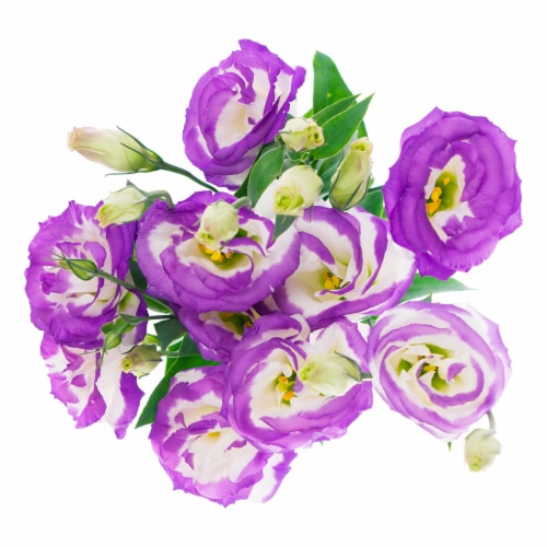 Lisianthus Perspective: right