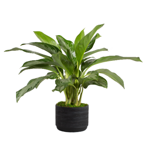 Assorted Ashima Potted Plant Perspective: right