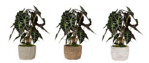 Monteverde Foliage House Plant Perspective: right