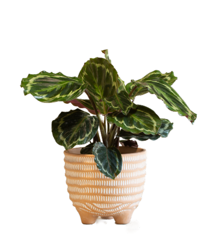 Large Boho Potted Plant - Assorted Perspective: right