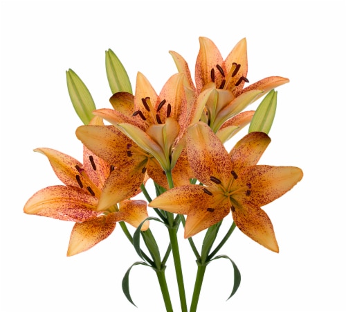 Tango-LA´s Lily Box Perspective: right