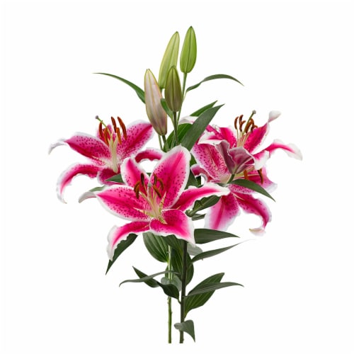 Oriental Stargazer Lily Perspective: right