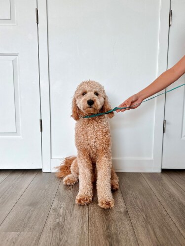 Midlee 4 Foot Dog Kennel Slip Lead Heavy Duty Nylon Pack of 10 1 Fred Meyer