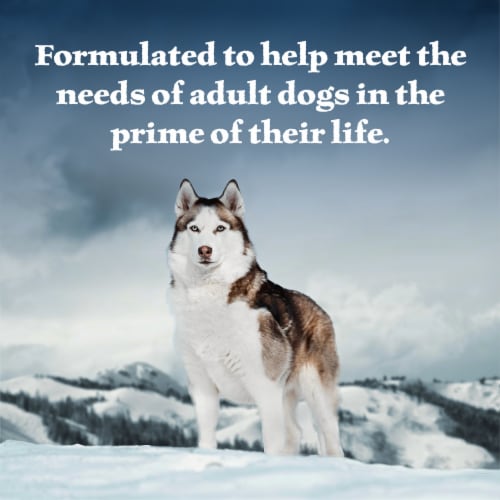 Blue Buffalo Wilderness High-Protein Adult Wolf Creek Stew Wet Dog Food Beef Perspective: right