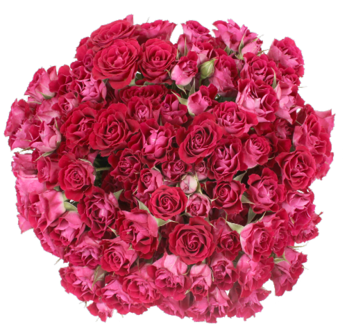 Big Bunch Spray Rose Perspective: right