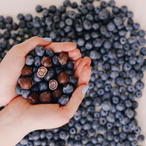 Tru Fru Nature's Blueberries Hyper-Chilled in White & Dark Chocolate Perspective: right