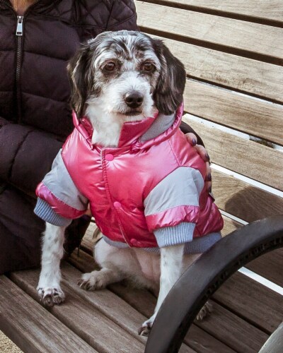 Aspen parka dog best sale coat