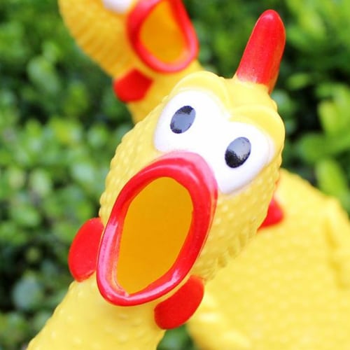 Chicken toy squeak online