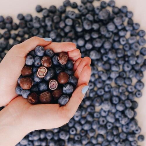 Tru Fru Nature's Blueberries Hyper-Chilled in White & Dark Chocolate Perspective: right