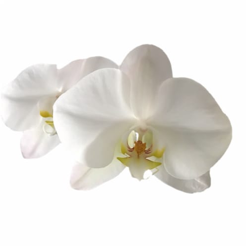 Bloom Haus Premium Live Potted Orchids Perspective: top