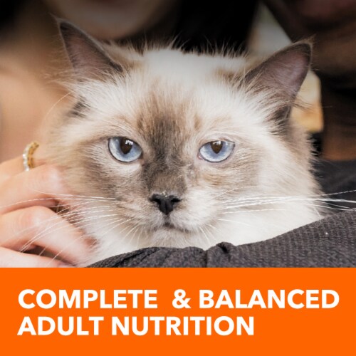 Iams Proactive Health Adult Dry Cat Food Hairball Care Chicken and Salmon Perspective: top