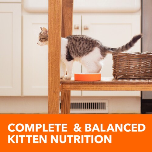 Iams proactive health kitten dry cat food hot sale