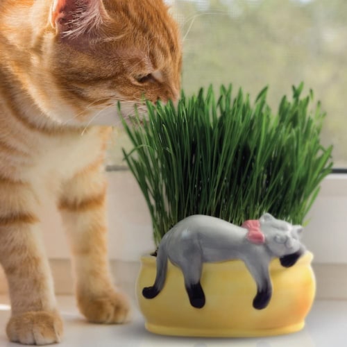 Chia® Cat Snoozing Kitty Grass Planter Perspective: top
