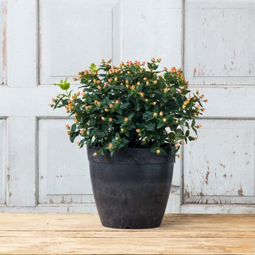 Novelty Dolce Round Planter - Black Perspective: top