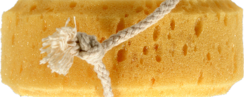 Kroger® Sea Foam Sponge Perspective: top