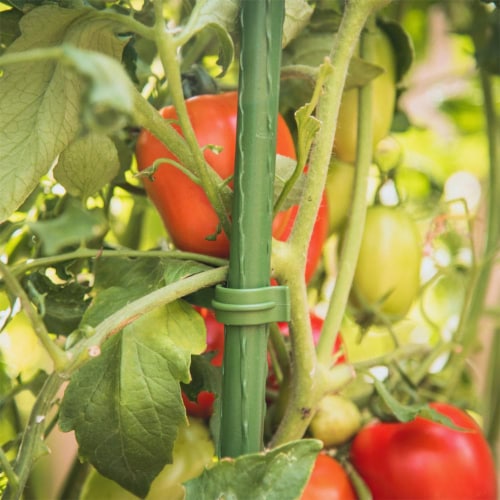 Gardener's Blue Ribbon TMC60 Ultomato 5 Foot Tomato Vegetable Plant Cage, Green Perspective: top