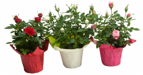 4" Rose Mini Perspective: top
