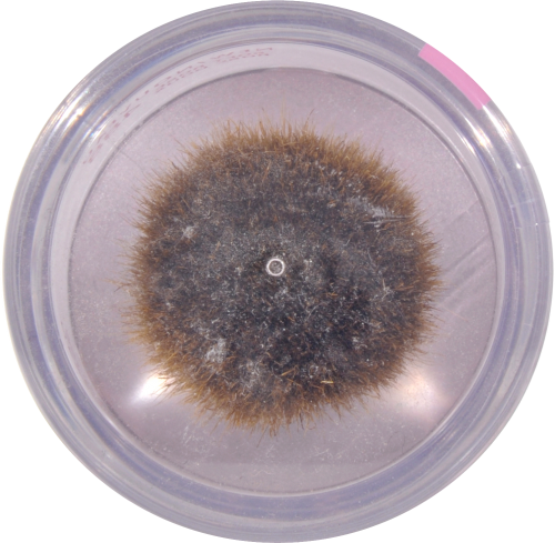 L'Oreal Paris True Match Soft Rose Gentle Mineral Blush Perspective: top