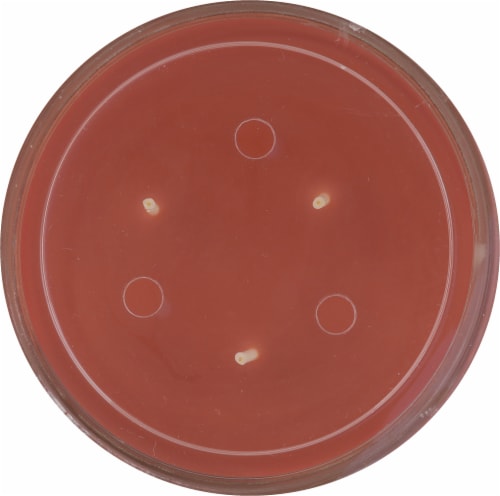 Candle-Lite® Jar Candle Pumpkin Nutmeg Pie Perspective: top