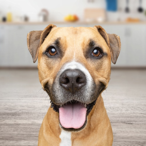 Gravy Train™ Adult Dry Dog Food Beefy Classic Flavor Perspective: top