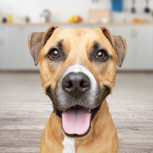 Gravy Train™ Adult Dry Dog Food Beefy Classic Flavor Perspective: top