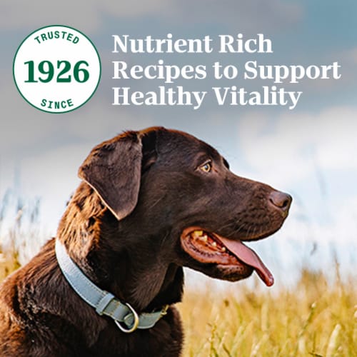 Nutro™ Beef & Brown Rice Adult Dry Dog Food Perspective: top