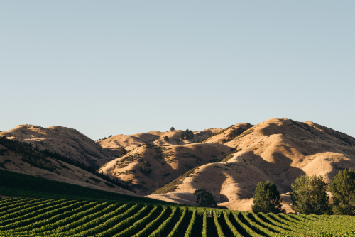 Cloudy Bay Chardonnay New Zealand White Wine Perspective: top