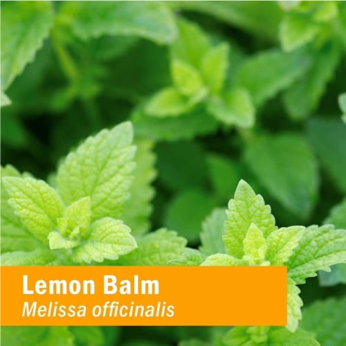 Herb Pharm Kids Lemon Balm Calm Alcohol Free - 1 fl oz (30 ml) Perspective: top