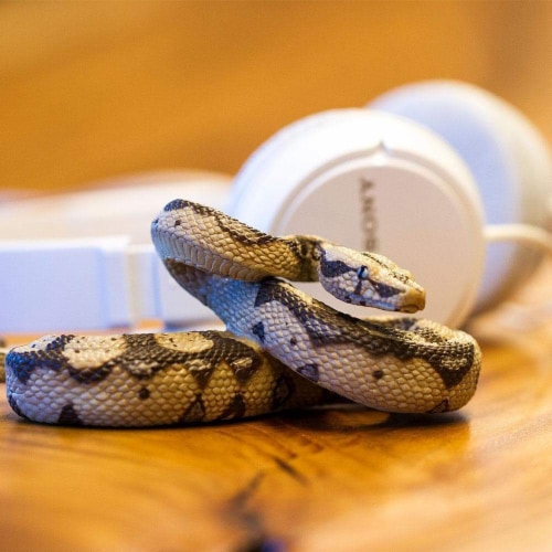 Boa Constrictor Perspective: top
