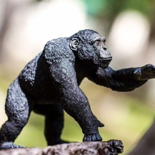 Chimpanzee Perspective: top