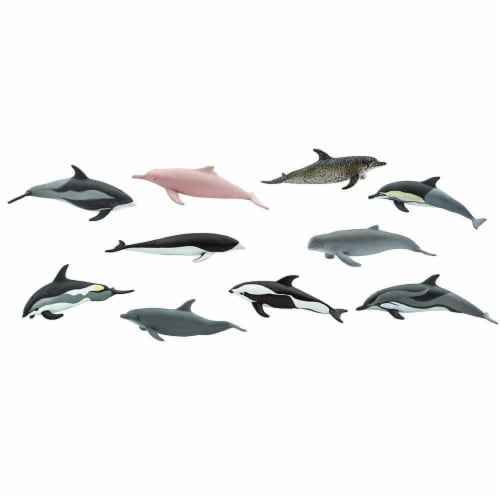 Dolphins TOOB Perspective: top