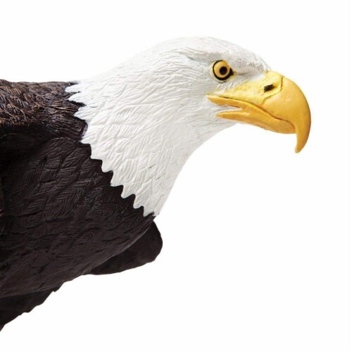 Bald Eagle Perspective: top