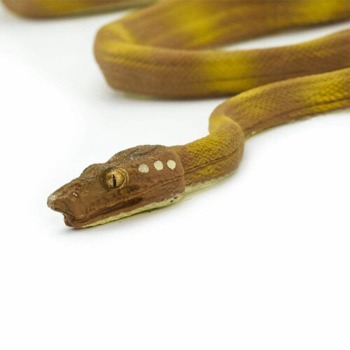 Amazon Tree Boa Perspective: top