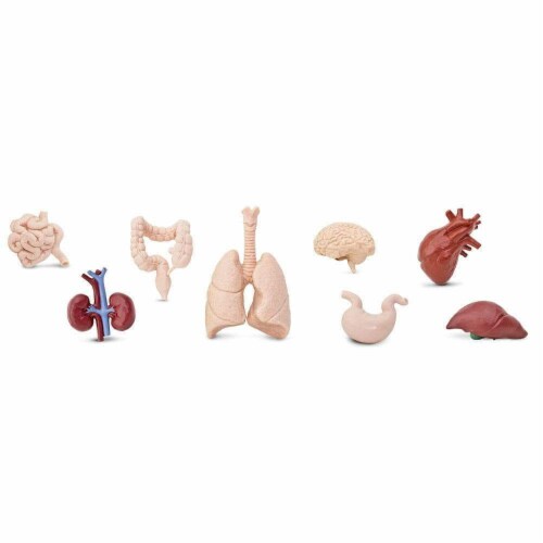 Human Organs TOOB Perspective: top
