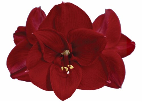 Amaryllis Ferrari Bulbs Perspective: top