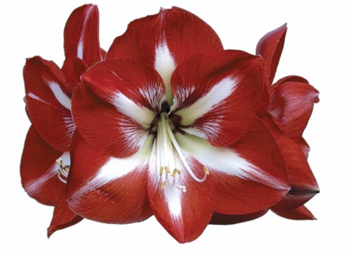 Amaryllis (song) - Wikipedia