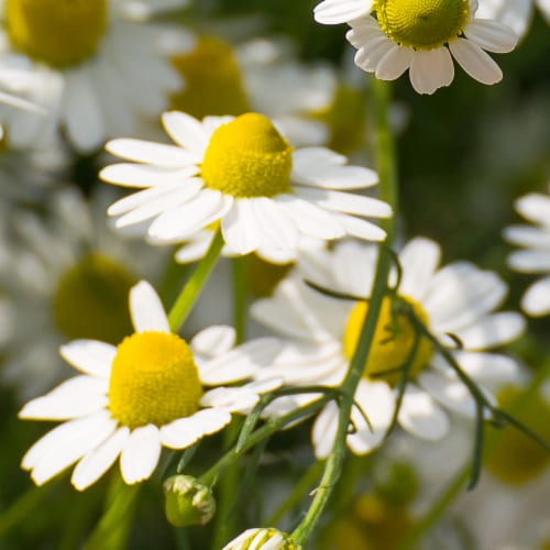Herbal Essences Shine Collection Chamomile Shampoo Perspective: top