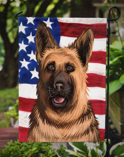 American german shepherd best sale size