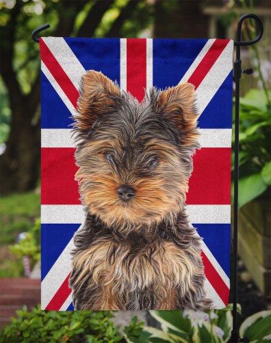 English yorkshire terrier cheap
