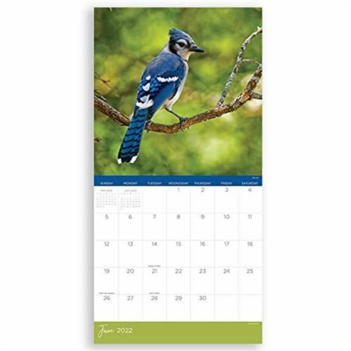 2022 Backyard Birds 12 Month Wall Calendar by TF Publishing Perspective: top