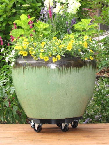 Down Under Plant Caddie - Black Perspective: top