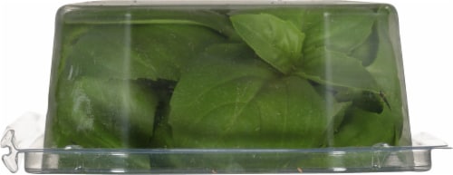 North Shore Living™ Basil Perspective: top