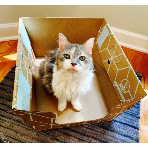 Cats desire disposable litter boxes shop