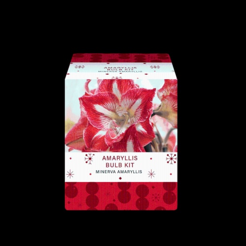 Minerva Amaryllis Flower Bulb Kit Perspective: top