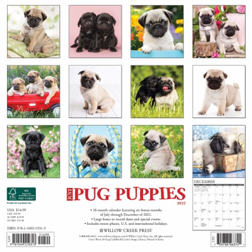King shop creek pugs