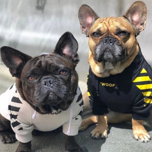 Adidog french bulldog 2025