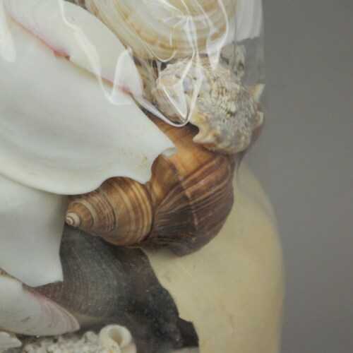 3 Pound Bag Full of Mixed Seashells Decorative Filler Clam, Scallop, Cone Shells Perspective: top