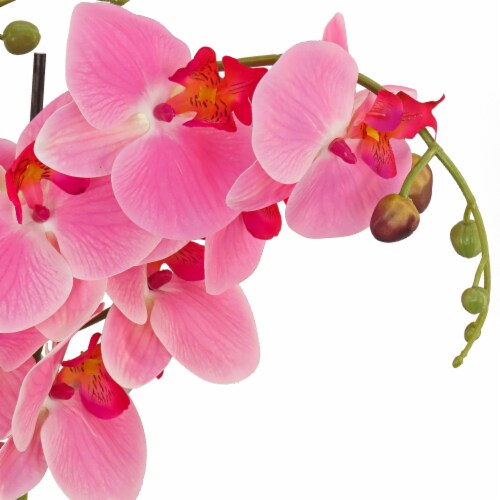 21 Potted Pink Orchid Flower Perspective: top