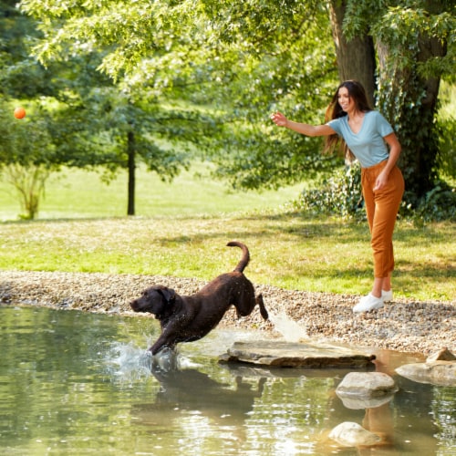 Nature's Recipe® Grain Free Adult Dry Dog Food Salmon, Sweet Potato & Pumpkin Perspective: top
